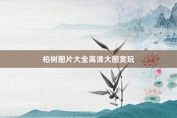柏树图片大全高清大图赏玩